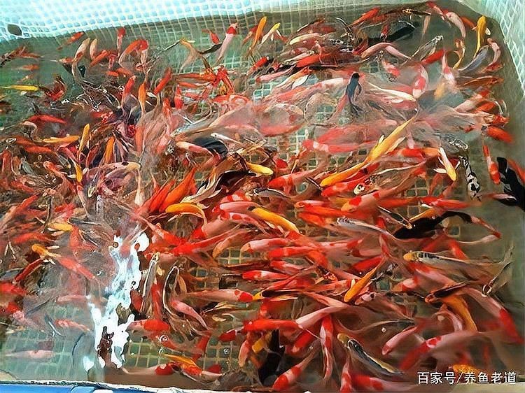龍魚換水口訣一三五七【《龍魚換水口訣“一三五七”解析》**】
