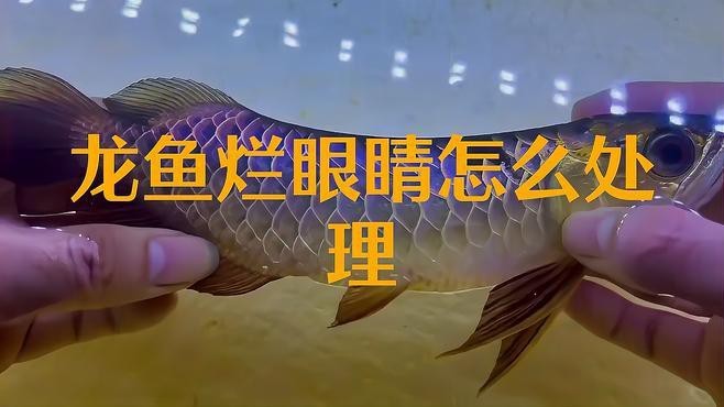 龍魚眼睛白色凸起破裂如何緊急處理？【龍魚眼睛出現白色凸起破裂情況較為棘手，需及時處理】
