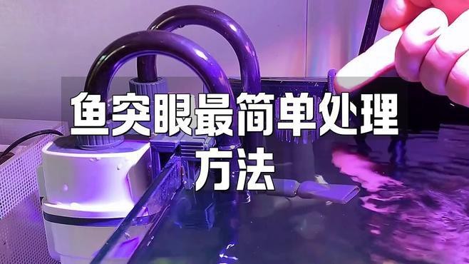 龍魚眼睛白色凸起破裂如何緊急處理？【龍魚眼睛出現白色凸起破裂情況較為棘手，需及時處理】