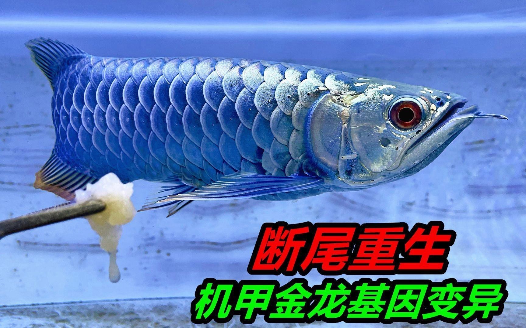 如何判斷金龍魚是否恢復【如何判斷金龍魚是否恢復健康】