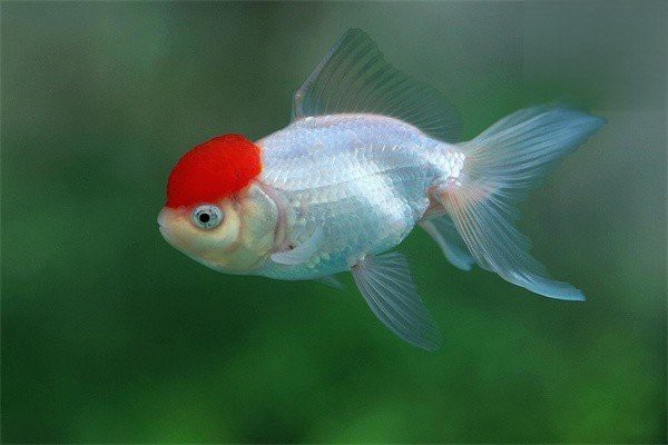 如何預(yù)防龍魚爛鰓病？【如何判斷龍魚是否得了爛鰓病】