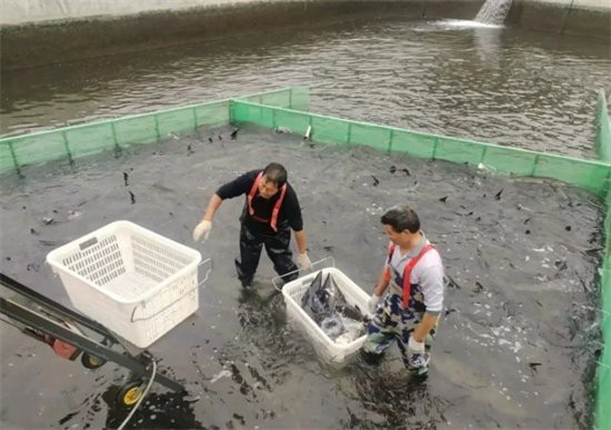 德江龍魚店【德江龍魚店——水族世界的奇妙角落】
