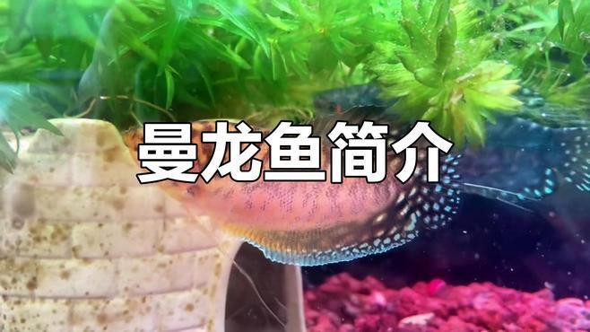 曼龍魚的市場(chǎng)價(jià)格是多少？【曼龍魚價(jià)格-最新黃曼龍魚價(jià)格批發(fā)報(bào)價(jià)】
