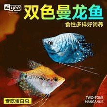 曼龍魚的市場(chǎng)價(jià)格是多少？【曼龍魚價(jià)格-最新黃曼龍魚價(jià)格批發(fā)報(bào)價(jià)】