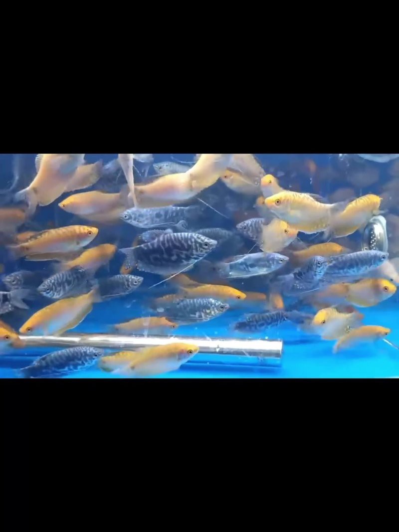 曼龍魚的市場(chǎng)價(jià)格是多少？【曼龍魚價(jià)格-最新黃曼龍魚價(jià)格批發(fā)報(bào)價(jià)】