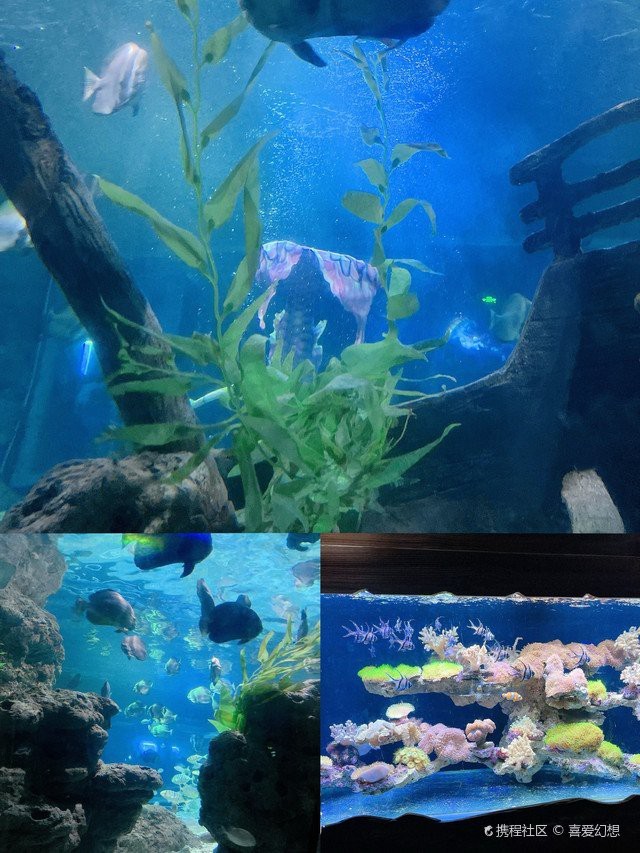 高安水族店【高安水族店哪家最好】