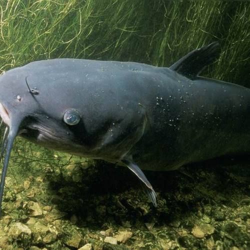 美國斑點叉尾鮰魚【斑點叉尾鮰:從“外來戶”到“本地魚”,一波多折成就游遍全球的優等生】