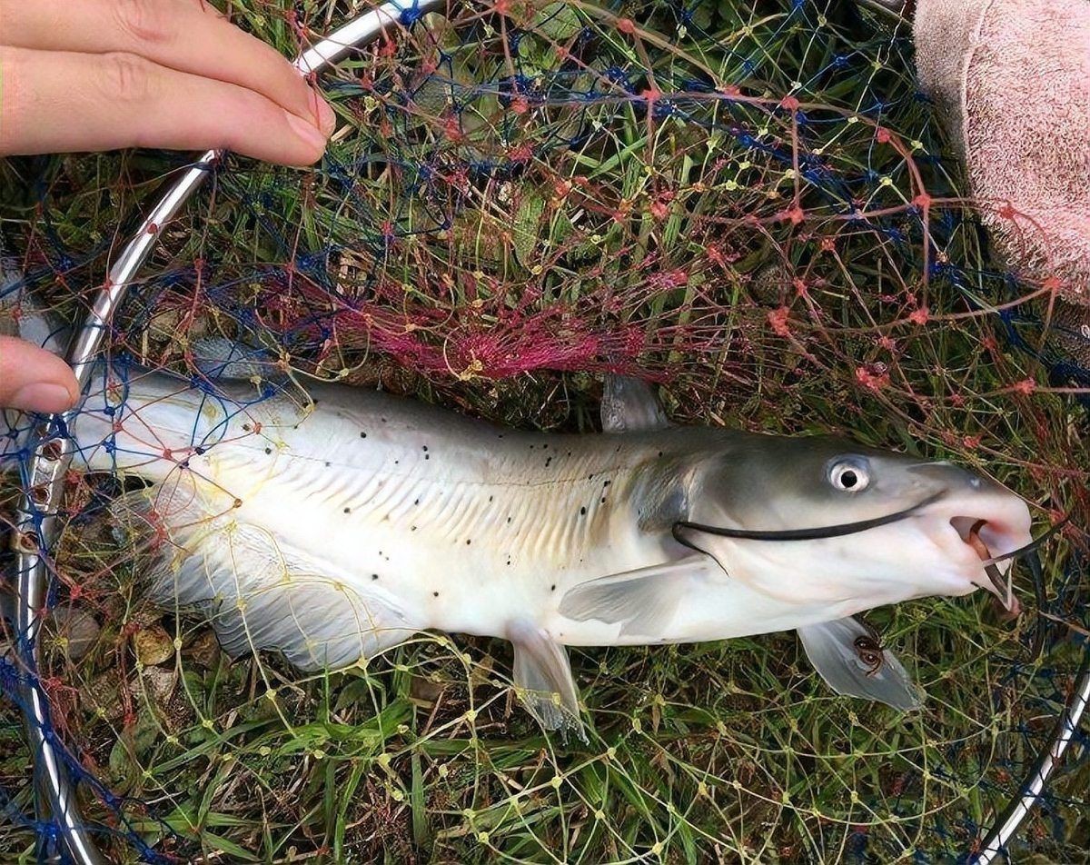 美國斑點叉尾鮰魚【斑點叉尾鮰:從“外來戶”到“本地魚”,一波多折成就游遍全球的優等生】