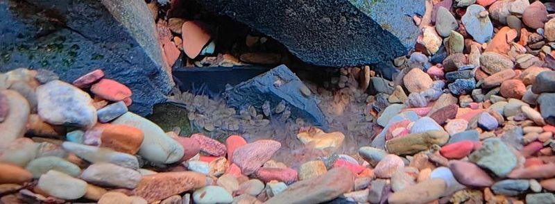 藍玉鳳凰魚兇不兇【藍玉鳳凰魚兇不兇聚能環磁驅,不到一個月又生一窩】 藍玉鳳凰魚兇不兇【藍玉鳳凰魚兇不兇聚能環磁驅,不到一個月又生一窩】 龍魚百科 第2張