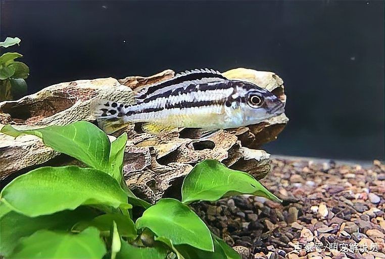 藍玉鳳凰魚兇不兇【藍玉鳳凰魚兇不兇聚能環磁驅,不到一個月又生一窩】 藍玉鳳凰魚兇不兇【藍玉鳳凰魚兇不兇聚能環磁驅,不到一個月又生一窩】 龍魚百科 第3張