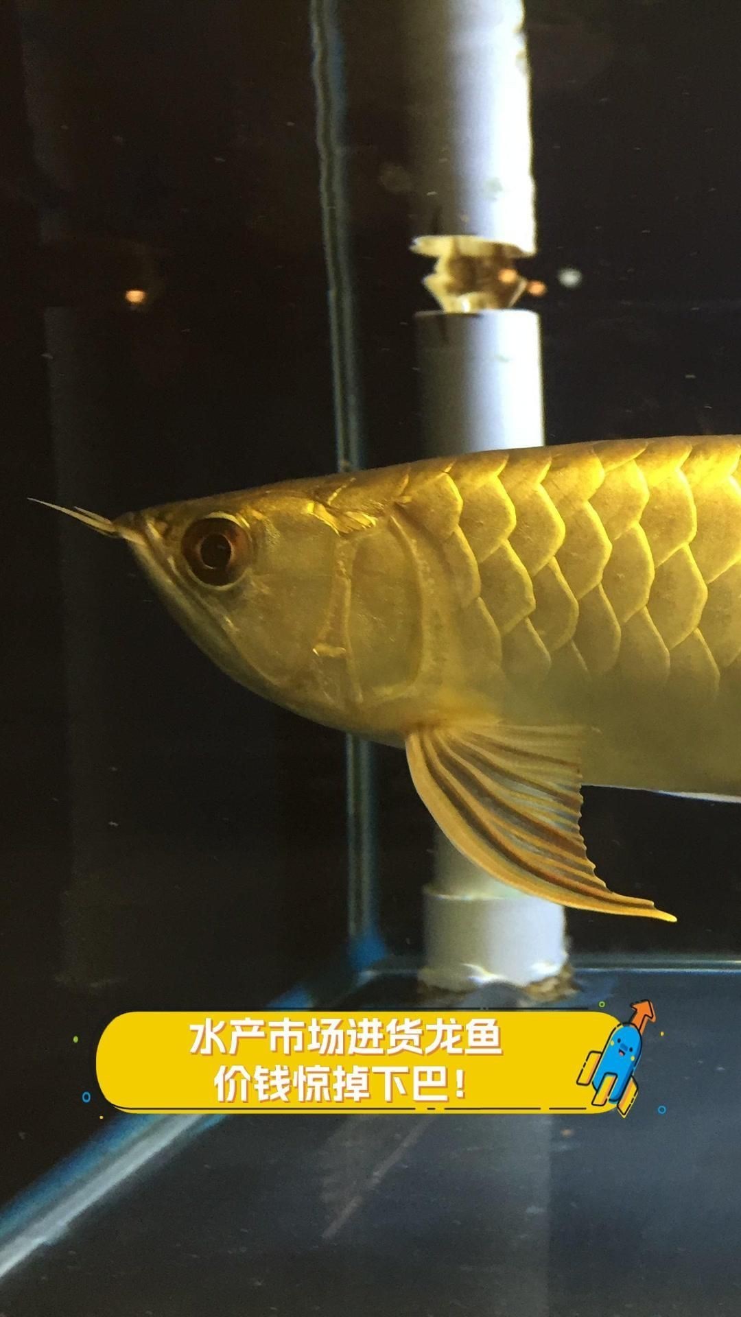 龍魚便宜【龍魚大概多少錢一條】