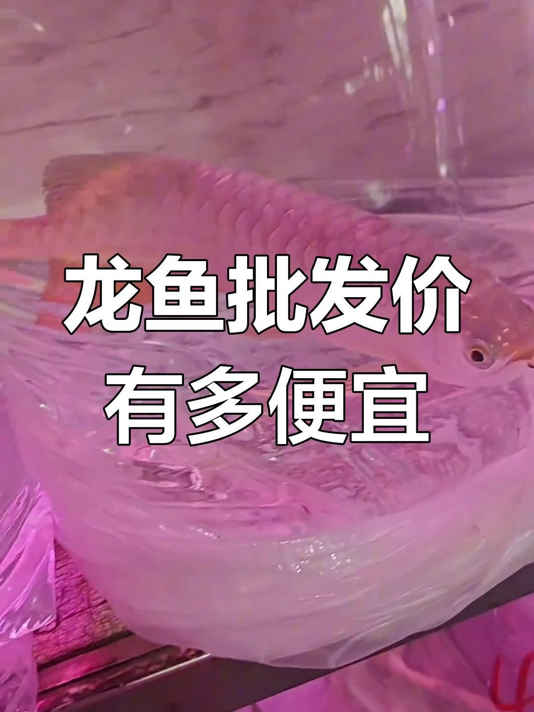 龍魚便宜【龍魚大概多少錢一條】