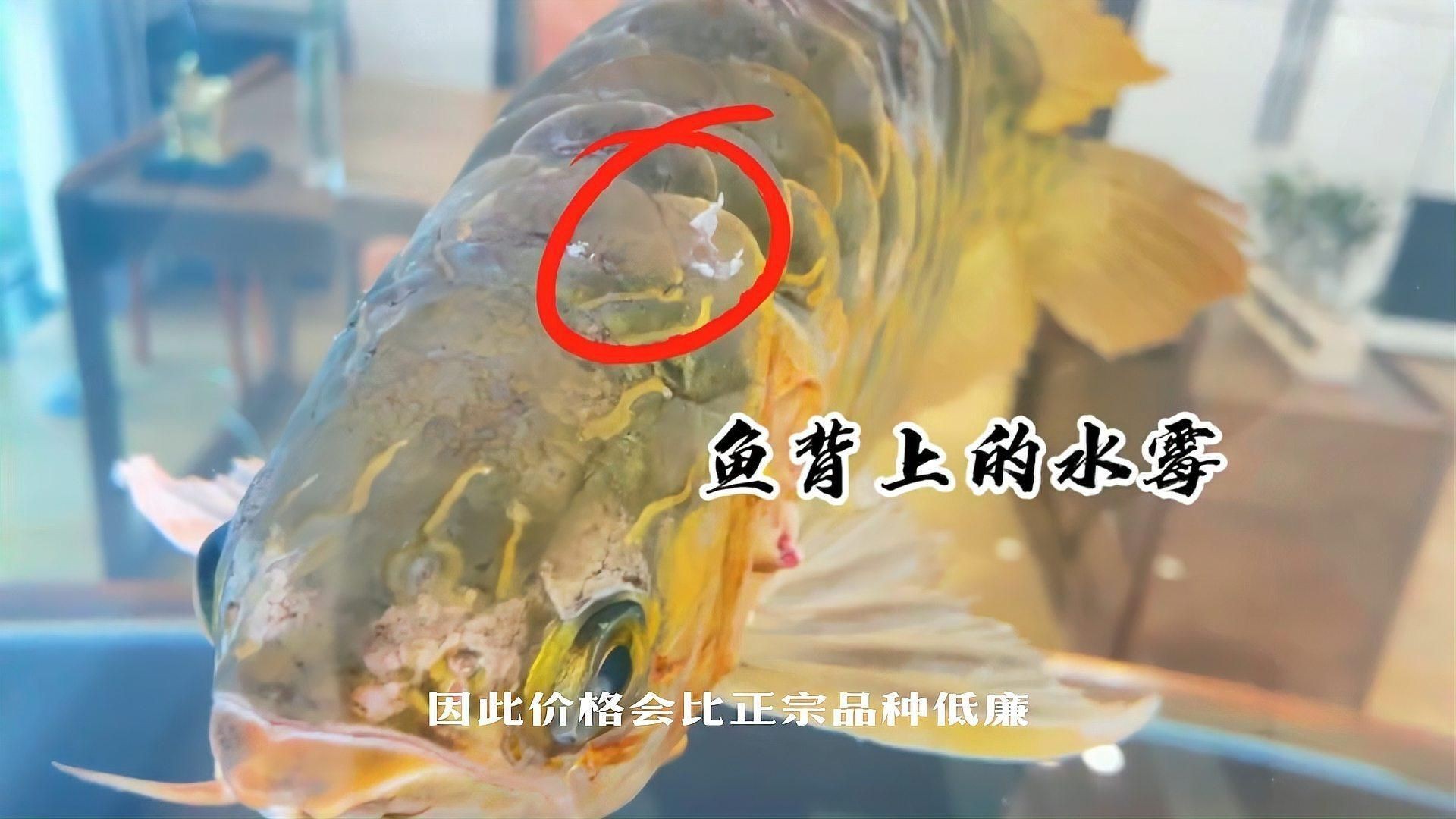 龍魚便宜【龍魚大概多少錢一條】