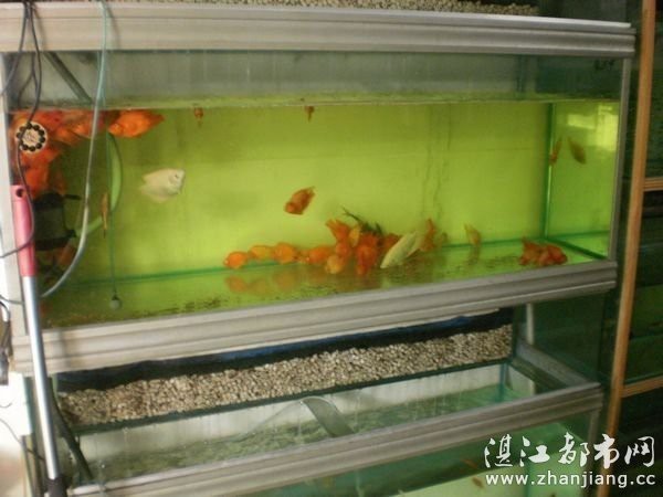赤坎水族店【湛江市赤坎區哪家水族店口碑最好】