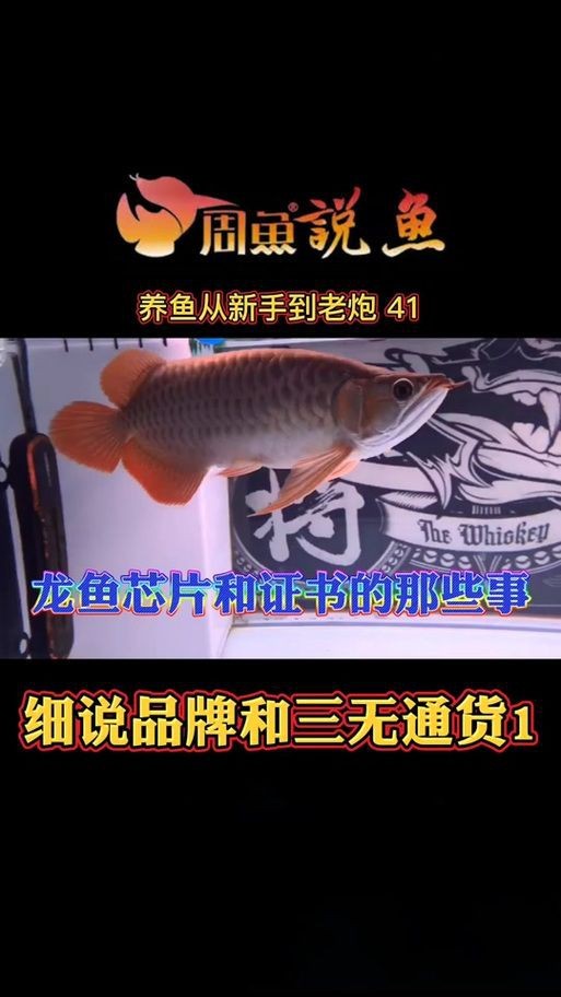 龍魚的芯片在哪個位置示意圖【龍巔龍魚芯片植入位置示意圖，龍魚芯片植入位置示意圖】