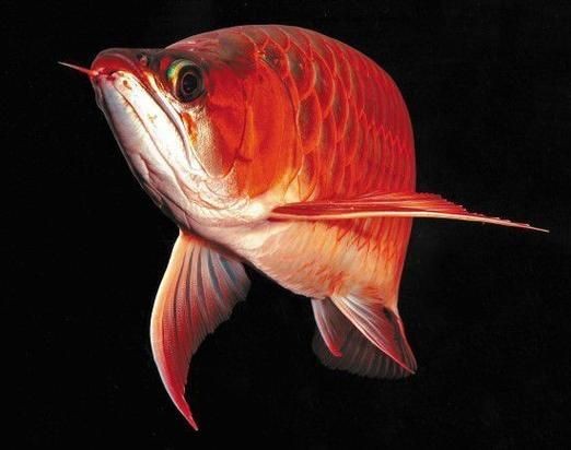 龍魚的芯片在哪個位置示意圖【龍巔龍魚芯片植入位置示意圖，龍魚芯片植入位置示意圖】