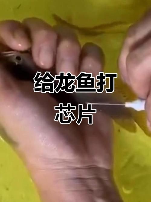 龍魚的芯片在哪個位置示意圖【龍巔龍魚芯片植入位置示意圖，龍魚芯片植入位置示意圖】