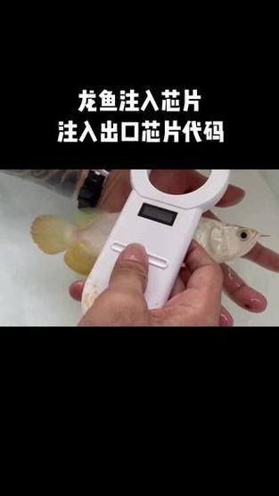 龍魚的芯片在哪個位置示意圖【龍巔龍魚芯片植入位置示意圖，龍魚芯片植入位置示意圖】