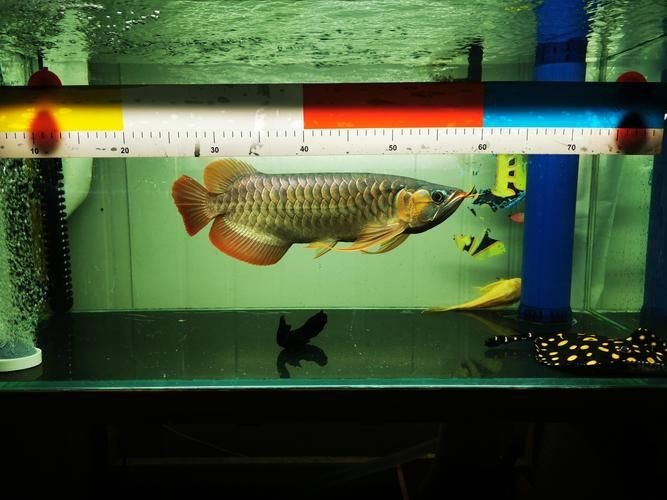 龍魚的芯片在哪個位置示意圖【龍巔龍魚芯片植入位置示意圖，龍魚芯片植入位置示意圖】