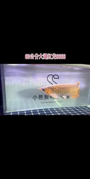 龍魚的芯片在哪個位置示意圖【龍巔龍魚芯片植入位置示意圖，龍魚芯片植入位置示意圖】