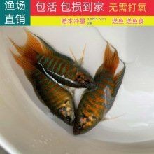 觀音魚多少錢一條【中國斗魚和[需手動填充][需手動填充]魚哪里可以買到正宗的觀音魚】