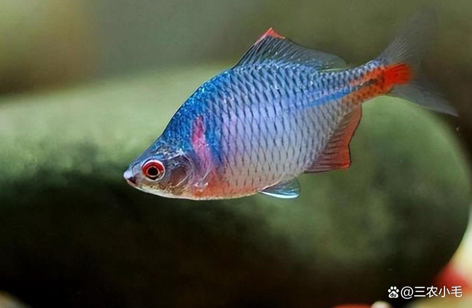 觀音魚多少錢一條【中國斗魚和[需手動填充][需手動填充]魚哪里可以買到正宗的觀音魚】