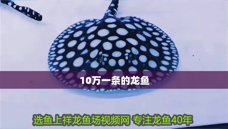 金龍魚10萬一只【金龍魚10萬一只背后的價值與市場現象】
