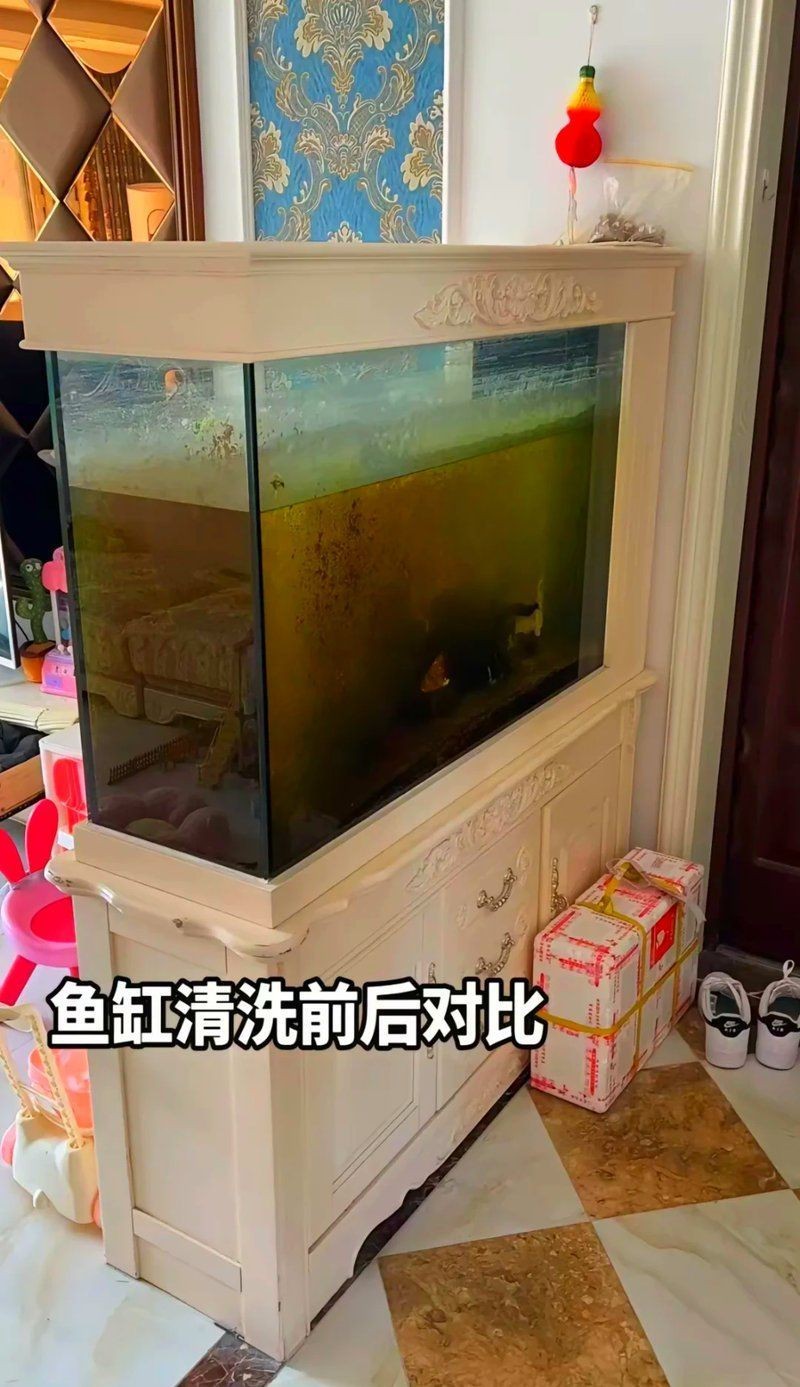 重慶魚缸維護【重慶地區魚缸維護全攻略】