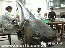 十大猛魚排行榜【《十大猛魚排行榜》】