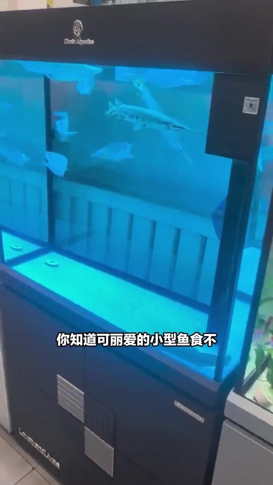 鐵山水族店【別人家的水族店鐵山水族店在哪里】