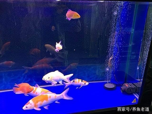 狗頭魚身上為什么老沾雜質(zhì)物【養(yǎng)狗頭魚身上粘雜質(zhì)物如何處理】