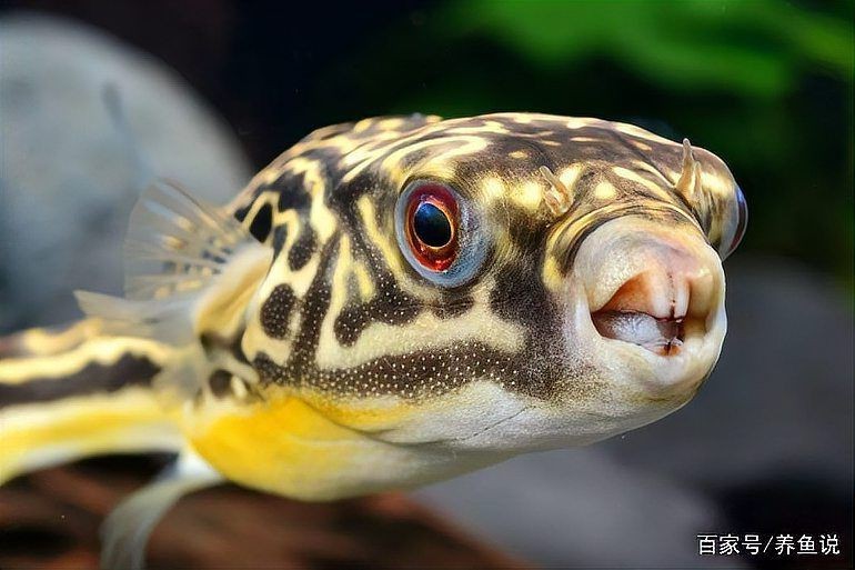 狗頭魚身上為什么老沾雜質(zhì)物【養(yǎng)狗頭魚身上粘雜質(zhì)物如何處理】