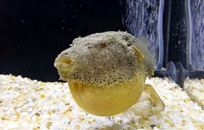 狗頭魚身上為什么老沾雜質(zhì)物【養(yǎng)狗頭魚身上粘雜質(zhì)物如何處理】