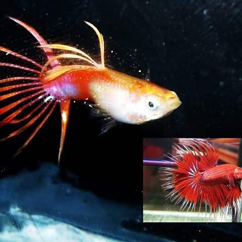 斗魚賽級標準有哪些【泰國斗魚的賽級標準】