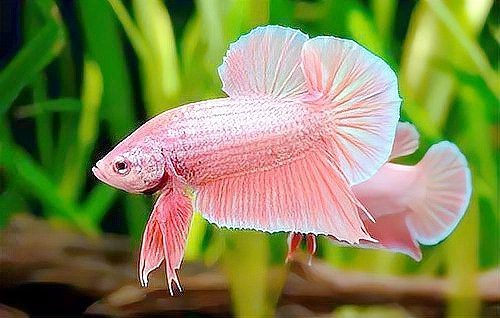 斗魚賽級標(biāo)準(zhǔn)有哪些【泰國斗魚的賽級標(biāo)準(zhǔn)】