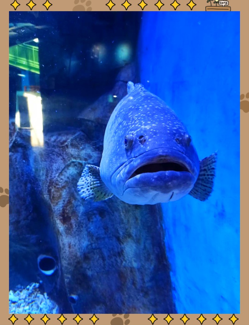 鎮雄水族店【昭通鎮雄水林水族館鎮雄水族館鎮雄水族館有哪些售后服務金海水族館】