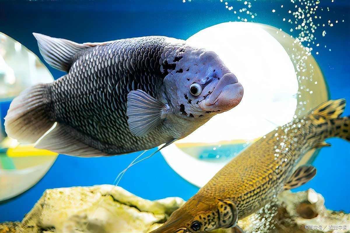 紅龍魚眼最怕三個東西【《紅龍魚眼最怕三個東西》】