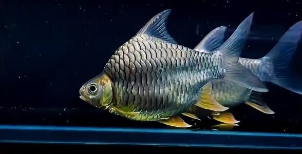 韶關龍魚店【韶關有哪幾家龍魚店】