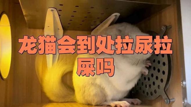 如何判斷龍貓是否準(zhǔn)備排便？【判斷龍貓是否準(zhǔn)備排便可從多方面觀察】