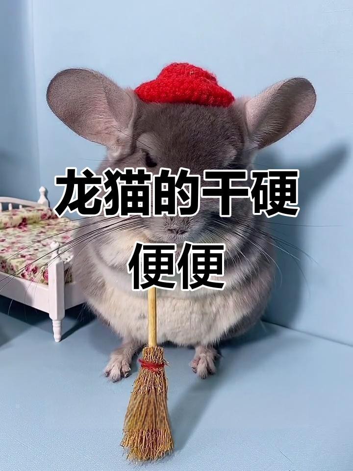如何判斷龍貓是否準(zhǔn)備排便？【判斷龍貓是否準(zhǔn)備排便可從多方面觀察】