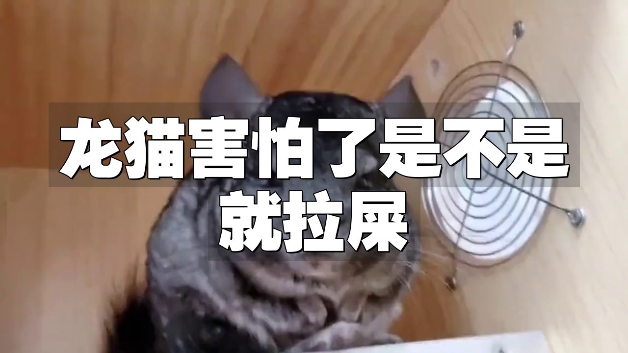 如何判斷龍貓是否準(zhǔn)備排便？【判斷龍貓是否準(zhǔn)備排便可從多方面觀察】