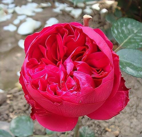 買(mǎi)紅龍的十大忠告【《買(mǎi)紅龍的十大忠告》】