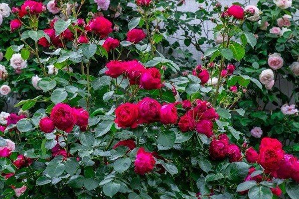 買(mǎi)紅龍的十大忠告【《買(mǎi)紅龍的十大忠告》】