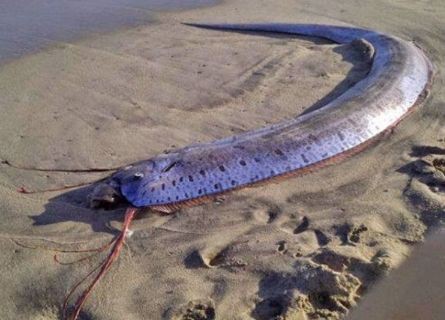 龍王魚圖片大全大圖【《龍王魚圖片大全大圖》】