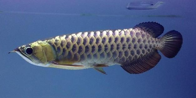 龍王魚圖片大全大圖【《龍王魚圖片大全大圖》】