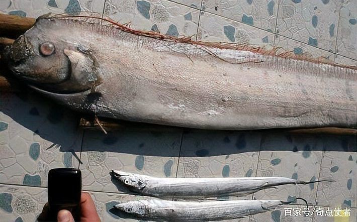 龍王魚圖片大全大圖【《龍王魚圖片大全大圖》】