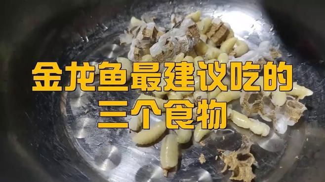 金龍魚日常飲食搭配【金龍喂食什么最佳】