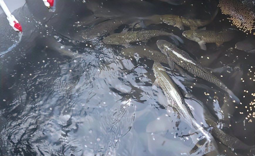 集裝箱養(yǎng)魚設備一套要多少錢【一套集裝箱養(yǎng)魚設備一套要多少錢】