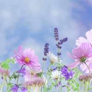 黔南布依族苗族自治州水族批發市場【黔南州水族批發市場】