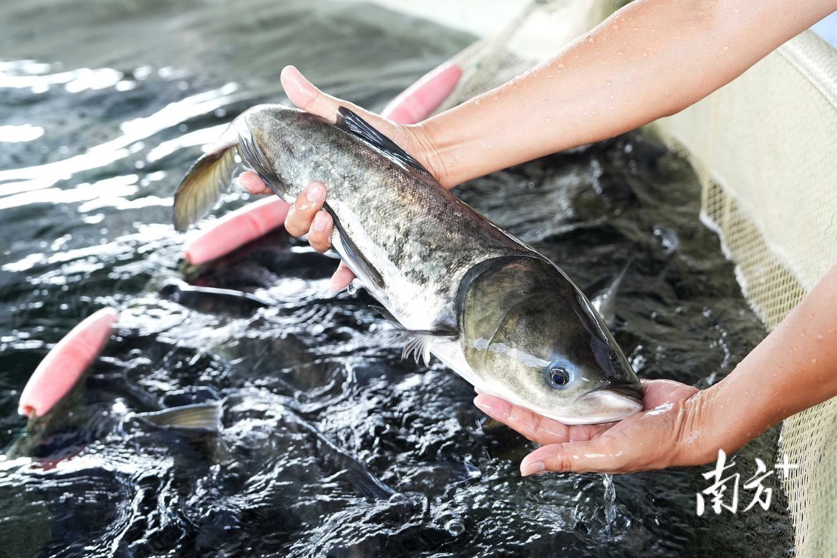 博羅龍魚(yú)店【博羅龍魚(yú)店博羅龍魚(yú)店哪家口碑最好】